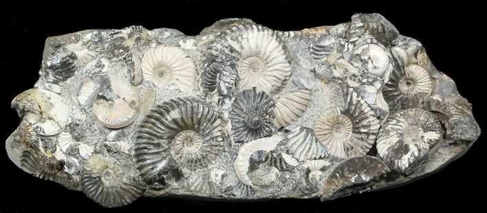 Gorgeous Deschaesites Ammonite Cluster - Russia #39158